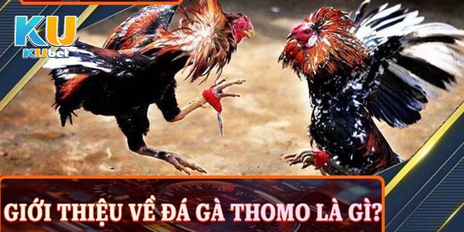 Những thông tin cơ bản về đá gà Thomo Kubet777