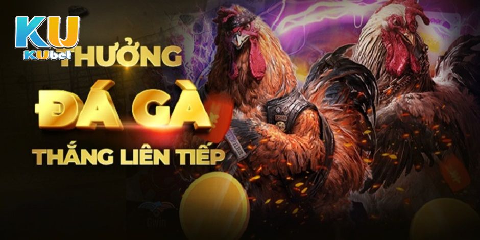 Tham khảo cách chơi đá gà trực tuyến tại Kubet777